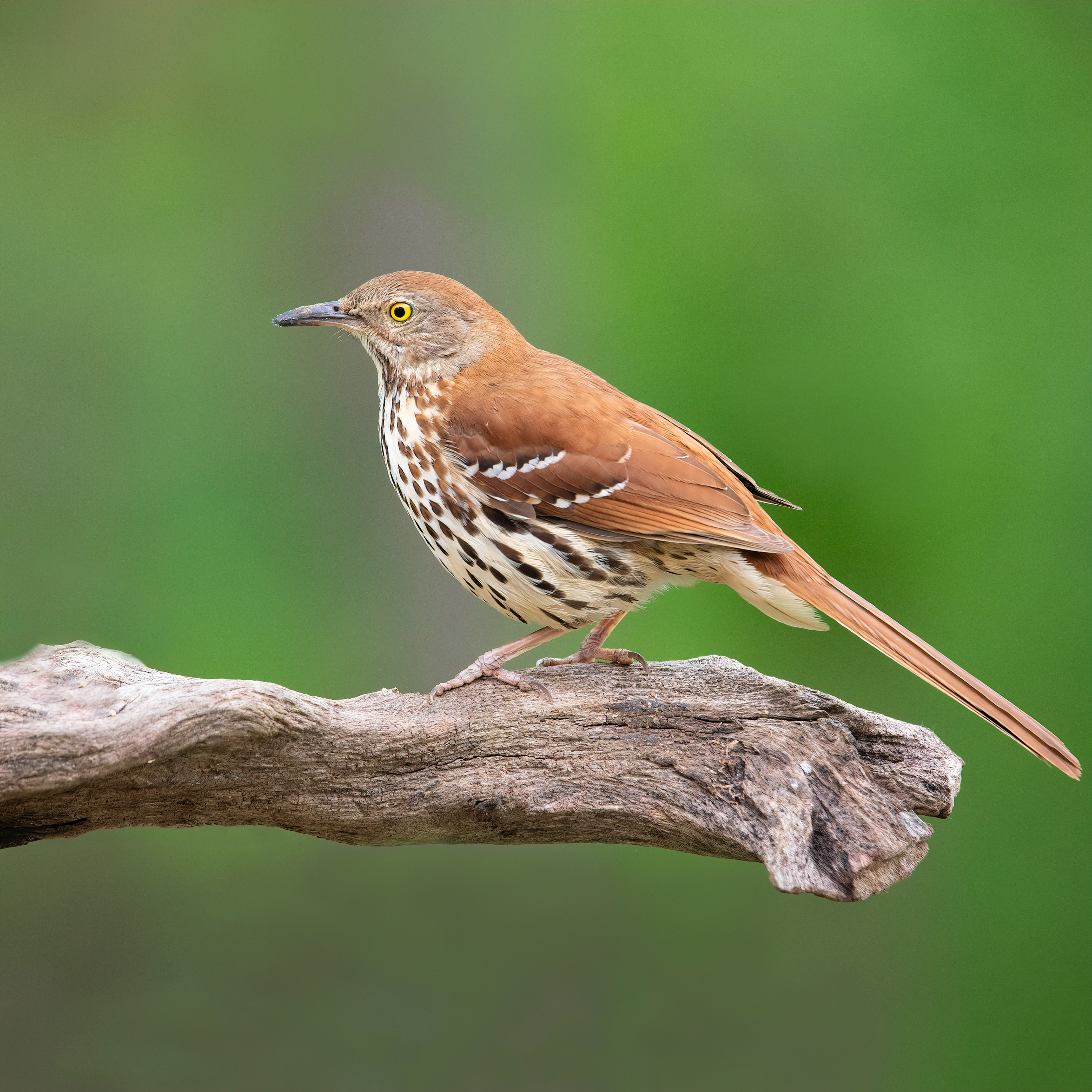 bird profile