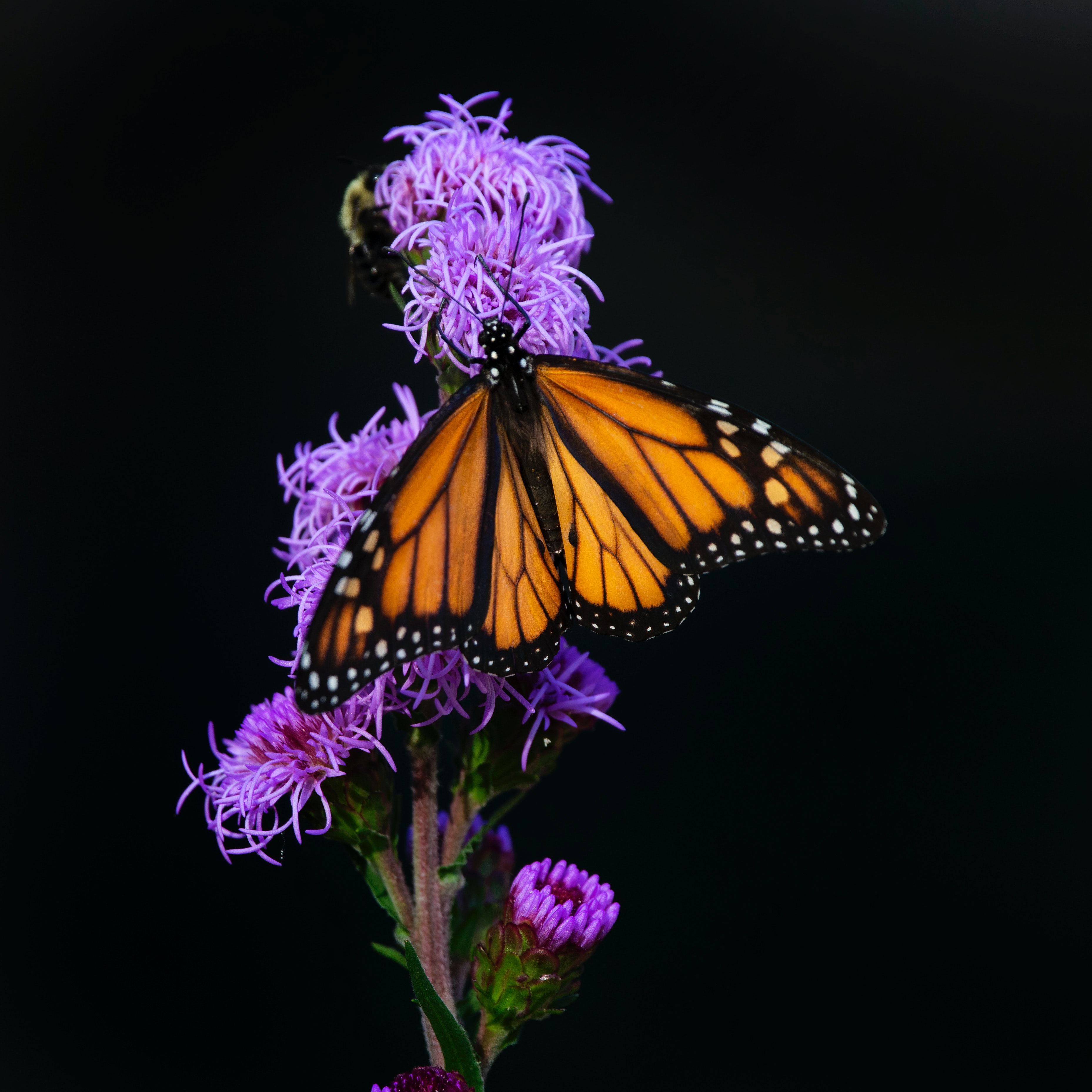 butterfly profile