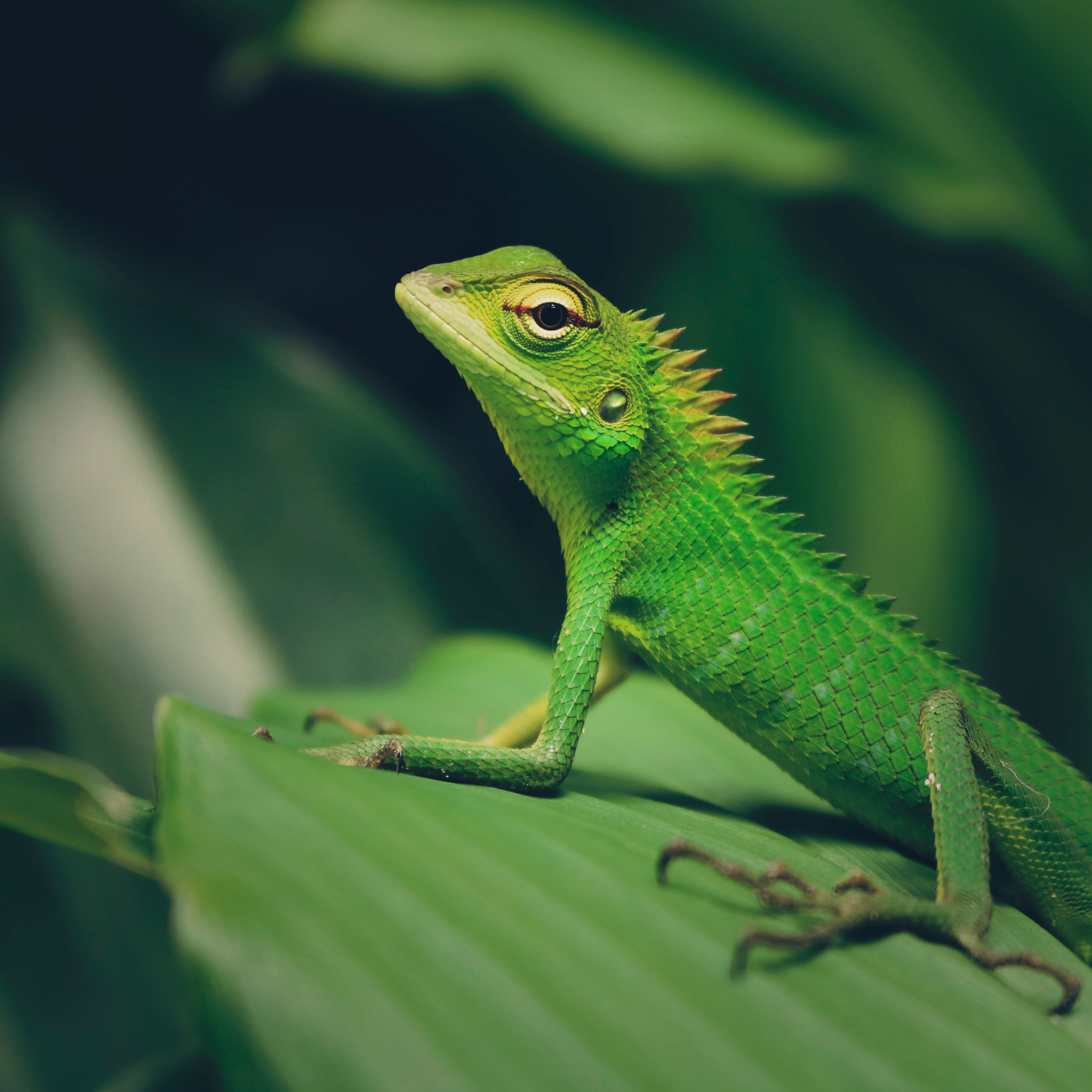 lizard profile