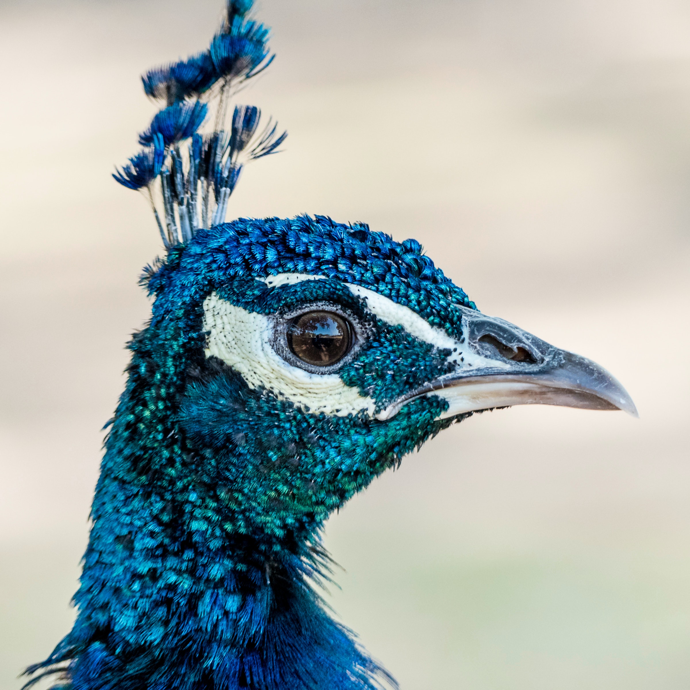 peacock profile